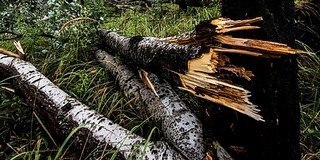 Fákat döntött ki a viharos erejű szél Pécsett Fákat döntött ki a viharos erejű szél Pécsett