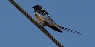 Minden második fecske eltűnt az ereszek alól