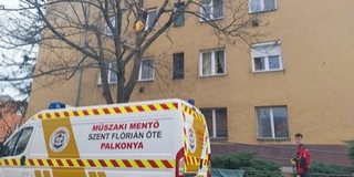 Tizenöt méter magasból hoztak le egy cicát Pécsett Tizenöt méter magasból hoztak le egy cicát Pécsett