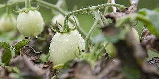 Rekordösszegű kifizetések történtek az agráriumban Rekordösszegű kifizetések történtek az agráriumban