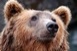Egy barnamedve kószál a Bükkben - Óvatosan a kirándulással!