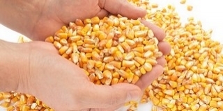 Bőséges csapadékra lenne szüksége a kukoricának