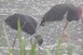 A Mohácsi-szigeten fészkel az ismert legidősebb fekete gólya