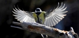 Kiállítás: a makróktól a szarvasokig