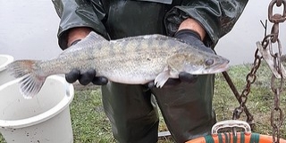 Süllőket telepítettek a Drávába, érkeznek a pontyok is Süllőket telepítettek a Drávába, érkeznek a pontyok is