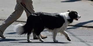 Összeírják a pécsi kutyákat - 70 ezer háztartásba juttat el kérdőívet az önkormányzat