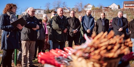 Megmetszették a kolbásszal, hurkával díszített szőlőtőkéket