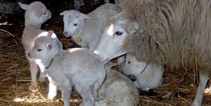 Ritka cikta bárányok születtek a nemzeti park telepén