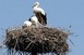 Tovább nőhet idén a Baranyában költő gólyapárok száma