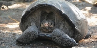 Vigyázzunk az úttesten átkelő teknősökre!