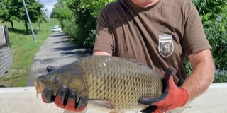 Két baranyai tóba is érkezett utánpótlás pontyokból Két baranyai tóba is érkezett utánpótlás pontyokból