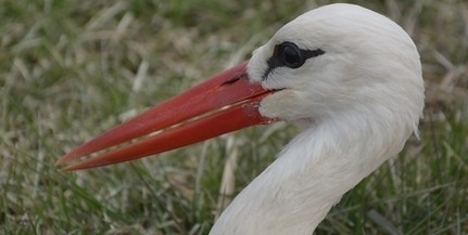 A gólyák megszámlálásához kérik a lakosság segítségét
