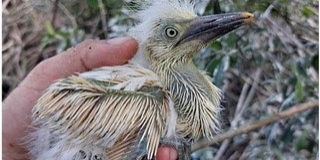 A baranyai nádasokban is feltűntek a pásztorgémek A baranyai nádasokban is feltűntek a pásztorgémek