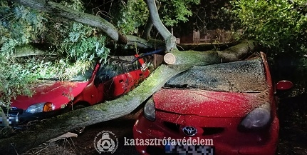 Fák dőltek a szerdai viharban Pécsett és Mohácson is