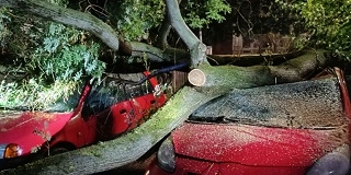 Fák dőltek a szerdai viharban Pécsett és Mohácson is Fák dőltek a szerdai viharban Pécsett és Mohácson is