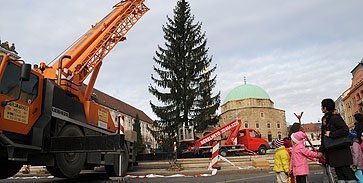 Felállították Pécs karácsonyfáját Felállították Pécs karácsonyfáját