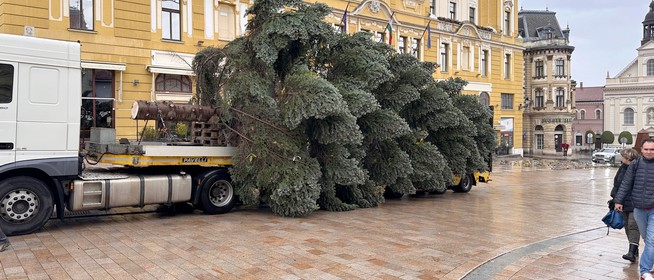 Megérkezett a mindenki karácsonyfája a Széchenyi térre - Egy pécsi család ajánlotta fel