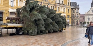 Megérkezett a mindenki karácsonyfája a Széchenyi térre - Egy pécsi család ajánlotta fel