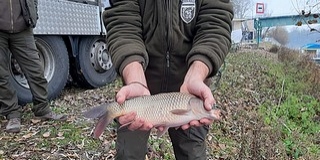 Pontyokat telepítettek a Dráva baranyai szakaszába Pontyokat telepítettek a Dráva baranyai szakaszába