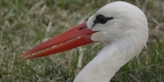 Hurrá, húsz foknál is melegebb lehet pénteken napközben! Hurrá, húsz foknál is melegebb lehet pénteken napközben!