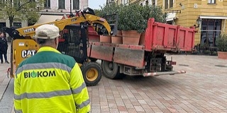Visszatértek a pécsi belvárosba a dézsás növények Visszatértek a pécsi belvárosba a dézsás növények