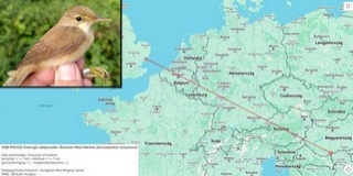 Angliáig jutott a Mohácsi-szigetről egy nádiposzáta Angliáig jutott a Mohácsi-szigetről egy nádiposzáta