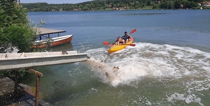 Két baranyai tóba is fogható méretű pontyokat telepítettek Két baranyai tóba is fogható méretű pontyokat telepítettek