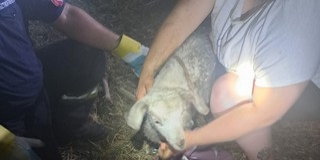 Huszonöt méter mélyről szabadítottak ki a tűzoltók egy gidát Huszonöt méter mélyről szabadítottak ki a tűzoltók egy gidát