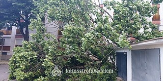 Komoly károkat okozott a hétvégi vihar Baranyában - Fákat, tűzfalat döntött a szél Komoly károkat okozott a hétvégi vihar Baranyában - Fákat, tűzfalat döntött a szél
