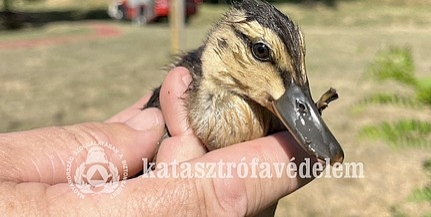 Kiskacsákat mentettek meg a pécsi tűzoltók Kiskacsákat mentettek meg a pécsi tűzoltók