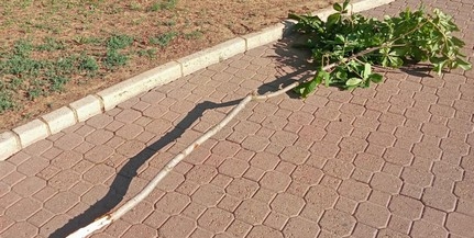 Vandál pusztított el egy facsemetét a Szent István téren