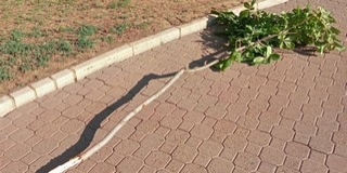Vandál pusztított el egy facsemetét a Szent István téren Vandál pusztított el egy facsemetét a Szent István téren