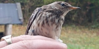 Ritka vendég bukkant fel a baranyai madárgyűrűző állomáson