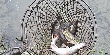 Ragadozókat telepítettek a népszerű baranyai tóba Ragadozókat telepítettek a népszerű baranyai tóba