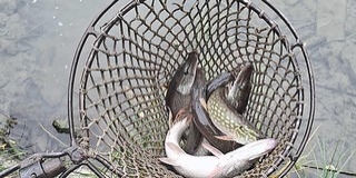 Ragadozókat telepítettek a népszerű baranyai tóba