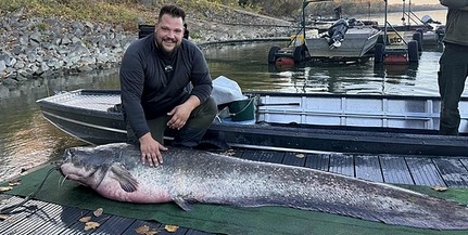 Ez aztán hatalmas: kapitális méretű harcsát fogott egy horgász Mohácsnál Ez aztán hatalmas: kapitális méretű harcsát fogott egy horgász Mohácsnál