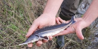 Mohácsnál is vizsgálták a kutatók a dunai halállományt