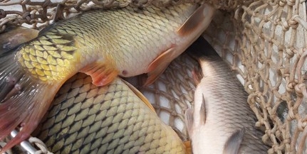 Pontyok és ragadozók is érkeztek két baranyai tóba Pontyok és ragadozók is érkeztek két baranyai tóba