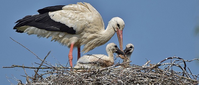 Több mint félezer gólyafi repült ki idén Baranyában, gyarapodott az állomány