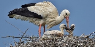 Több mint félezer gólyafi repült ki idén Baranyában, gyarapodott az állomány