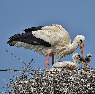Több mint félezer gólyafi repült ki idén Baranyában, szépen nőtt az állomány