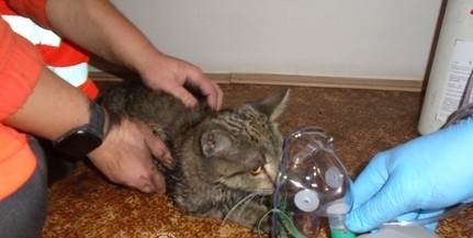 Cicát mentettek ki a tűzoltók egy füsttel megtelt lakásból