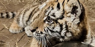 Drog helyett egy tigriskölyköt találtak a rendőrök