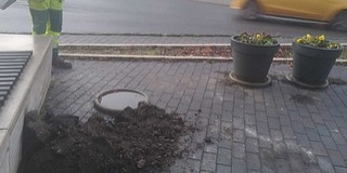 Elloptak egy virágosdézsát egy pécsi körforgalomból