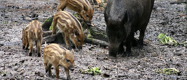 Durván terjed a sertéspestis Baranyában, lezárják a vadátjárókat a sztrádák felett