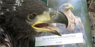 Rétisas fiókákat gyűrűztek az Alsó-Duna-völgyben