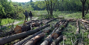 Illegális erdőirtás Kozármislenynél Illegális erdőirtás Kozármislenynél