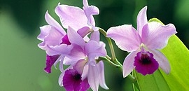 Virágoznak az orchideák az egyetemen