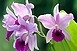 Virágoznak az orchideák az egyetemen Virágoznak az orchideák az egyetemen