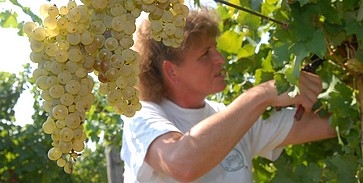 Szüretelik a Sauvignon Blanc-t Szüretelik a Sauvignon Blanc-t